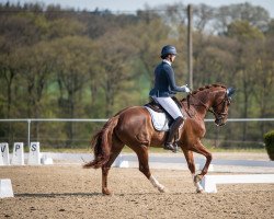 dressage horse Sammy Deluxe W (Westphalian, 2018, from Secret)