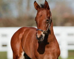 horse Hengst von Zarak xx (Thoroughbred, 2023, from Zarak xx)