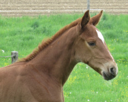 Pferd Reina Frufrú (Holsteiner, 2023, von Ermitage Kalone)