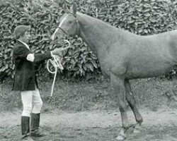 stallion Onyx Blond II (Selle Français, 1980, from Arthy)