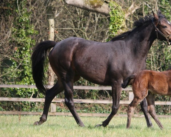 broodmare Haparanda xx (Thoroughbred, 2017, from Rock Of Gibraltar xx)