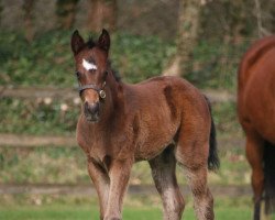 horse Hengst von Medaglia d´Oro xx (Thoroughbred, 2023, from Medaglia d'Oro xx)