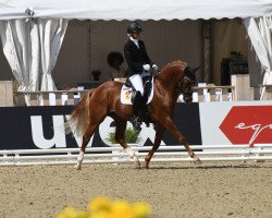 stallion Dein Traum (German Riding Pony, 2019, from Dimension AT NRW)