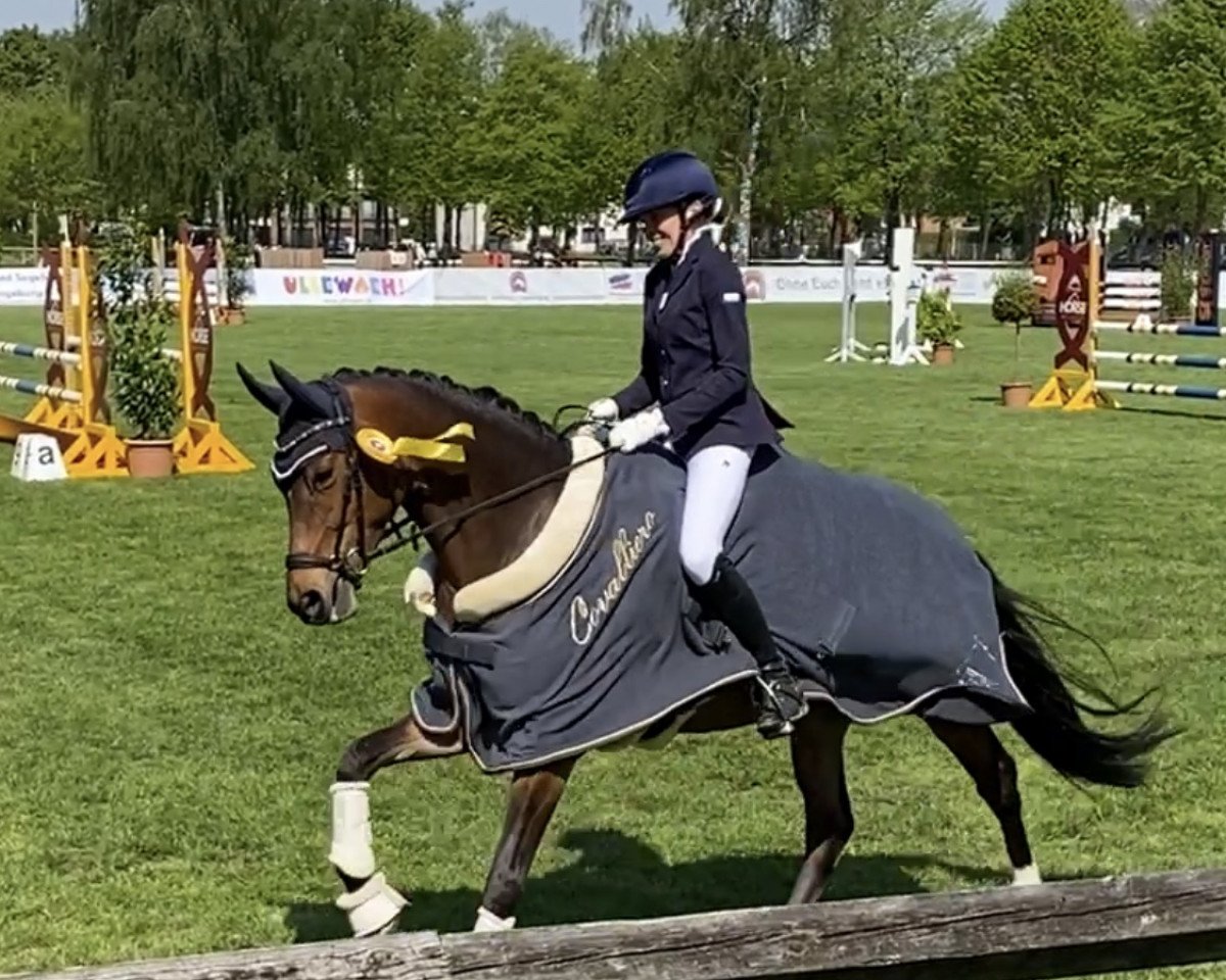 dressage horse Koffifee (German Riding Pony, 2017, from Kachunga)