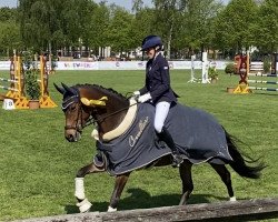 dressage horse Koffifee (German Riding Pony, 2017, from Kachunga)