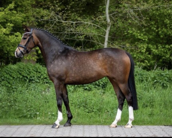 dressage horse Mathilda 40 (German Riding Pony, 2016, from Cosmopolitan NRW)