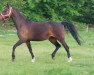 broodmare Donatella (Hanoverian, 2011, from Don Crusador)