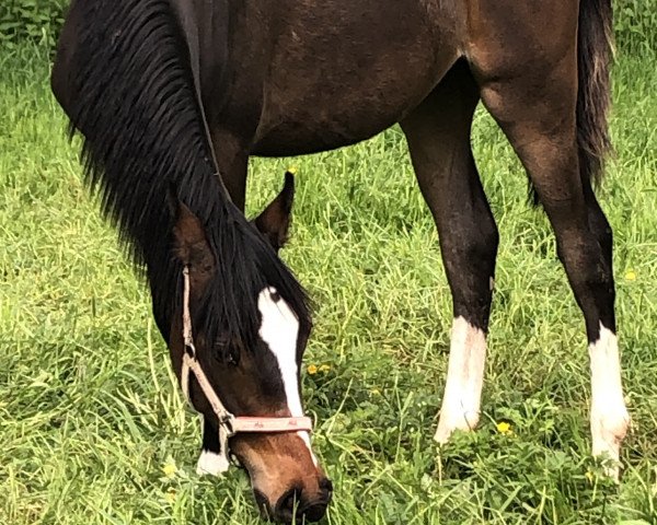 dressage horse Very Noble FF (German Riding Pony, 2022, from Valido's Comeback WS)