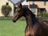 dressage horse Highlander T (Hanoverian, 2012, from Heinrich Heine)