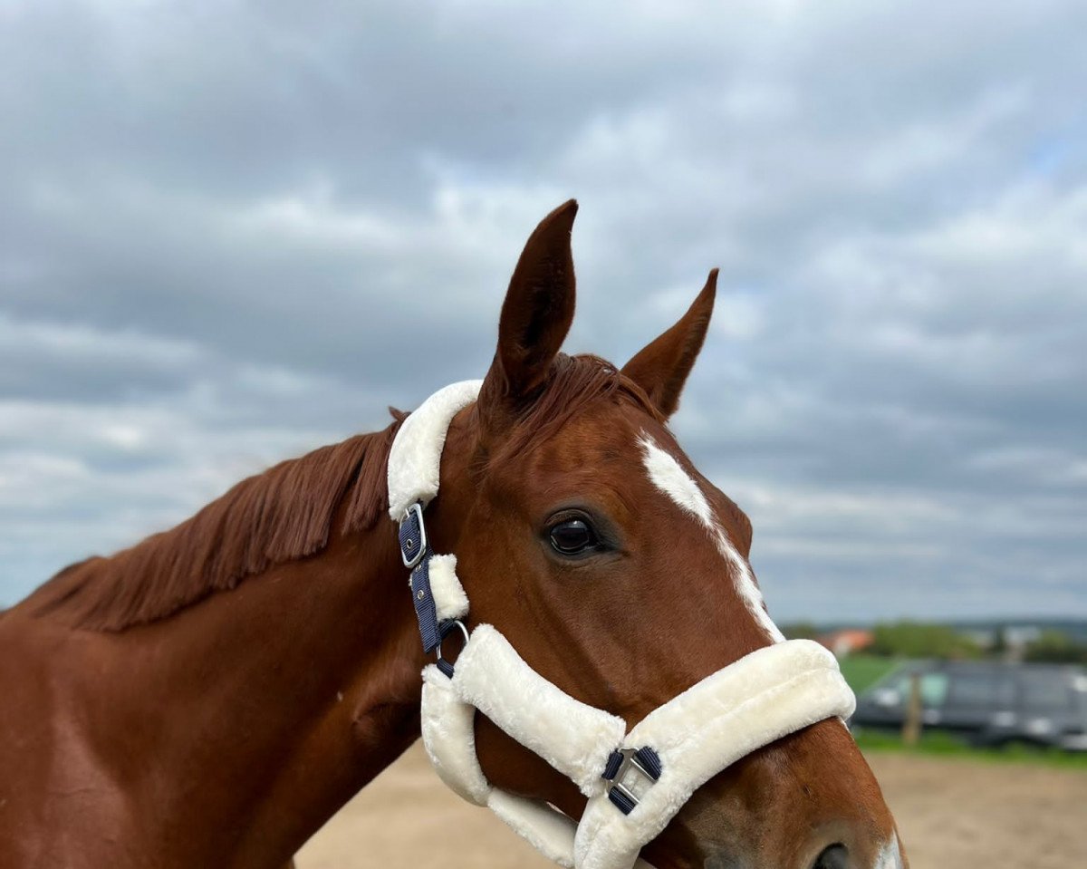 jumper Lotta R (German Sport Horse, 2017, from Lahnstein 4)