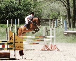 dressage horse Attyrory Crystal Clear (Irish Sport Horse, 2008, from Chacoa)