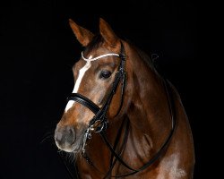 dressage horse Mia Bella W (Mecklenburger, 2016, from Kastel's Grand Galaxy Win)