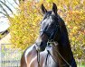 dressage horse Leviathan 15 (Hanoverian, 2002, from Likoto xx)