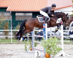 jumper Dunkelbunt Rb (German Riding Pony, 2015, from Donchester)