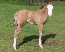 Pferd GI Ruf Lil Jo (Quarter Horse, 2023)