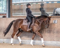 dressage horse Scudeniro (Oldenburg, 2015, from Scuderia)