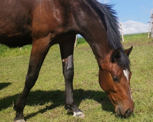 jumper Dex H (German Sport Horse, 2022, from Donbass)