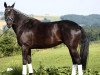 broodmare Listania (Westphalian, 2008, from Let de Lember)