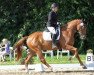 dressage horse Santiano (Hanoverian, 2009, from Scolari)