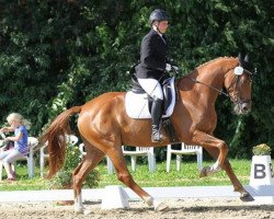 dressage horse Santiano (Hanoverian, 2009, from Scolari)