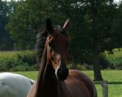 dressage horse Rosario Dream (Oldenburg, 2005, from Royaldik)