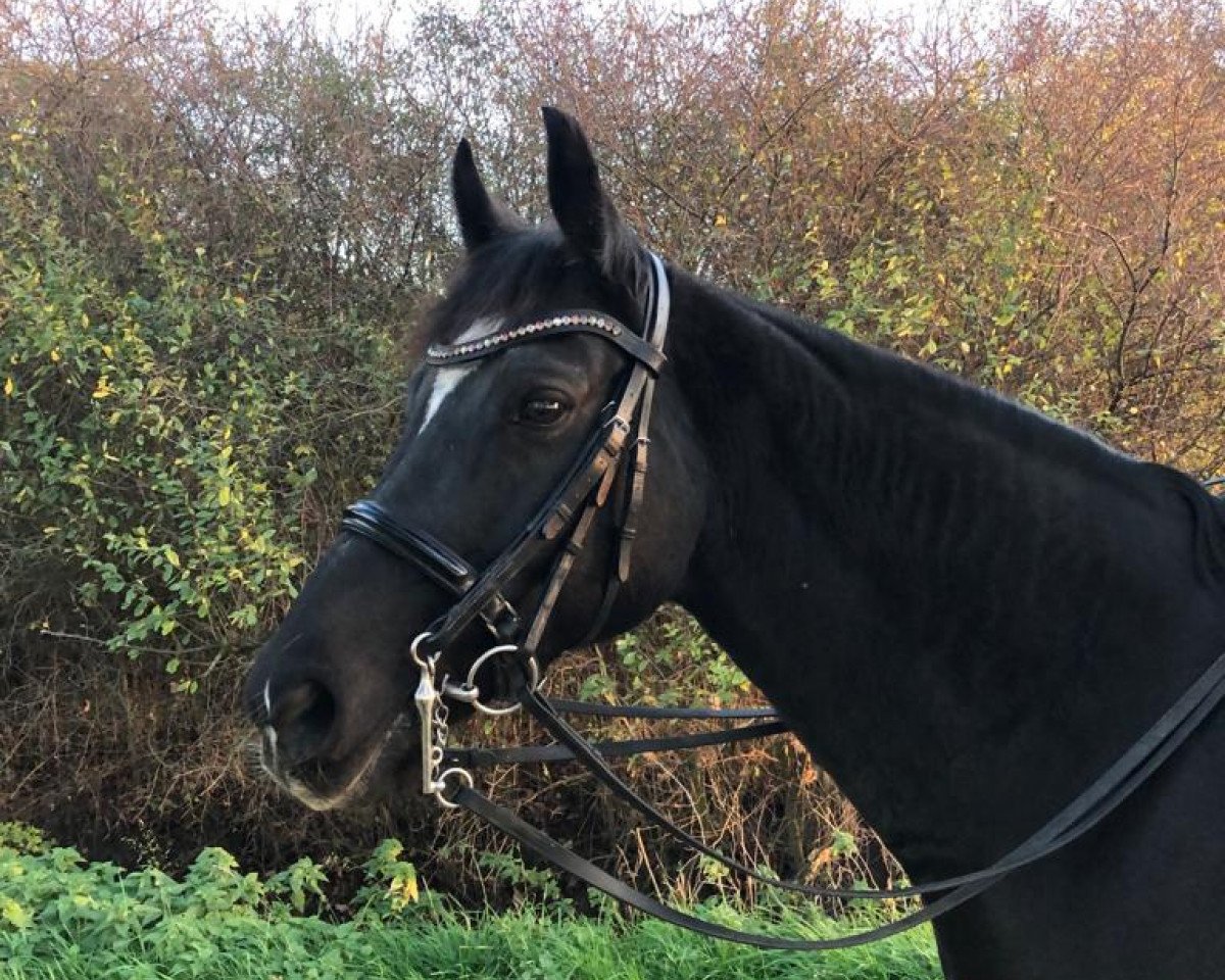 dressage horse Pusteblume 35 (German Sport Horse, 2006, from Pessoa VDL)