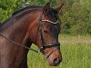 broodmare Finessa G (Hanoverian, 2017, from Finest)