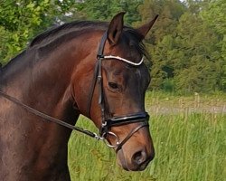 dressage horse Finessa G (Hannoveraner, 2017, from Finest)