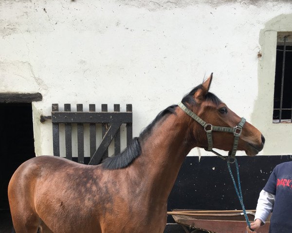 dressage horse Sweet o'lalla (German Riding Pony, 2016, from Ombri B)