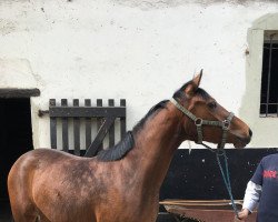 dressage horse Sweet o'lalla (German Riding Pony, 2016, from Ombri B)