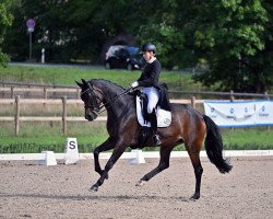 dressage horse Fuerstin Pueppi (Westphalian, 2010, from Fürst Romancier)