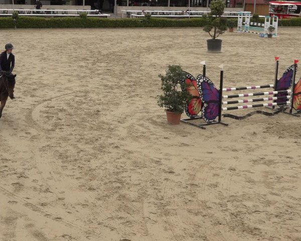 Reitturnier Bornheim Widdig 2023