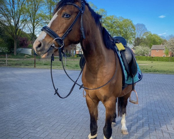 horse Armando (Arabian, 2006, from Amonza ox)