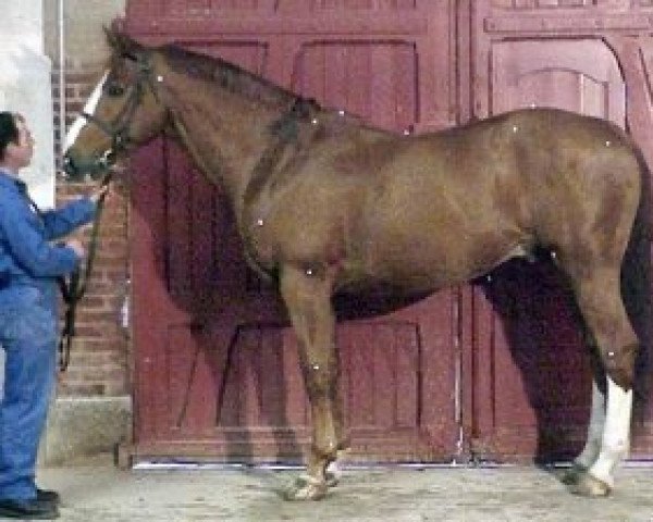 stallion Frisson de Balme (Selle Français, 1993, from Le Tôt de Semilly)