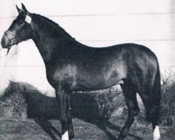 stallion Sandro Son (Oldenburg, 1988, from Sandro)