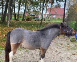 Pferd Floortje v.d. Sleedorn (Nederlands Mini Paarden, 2012, von Vanity van de Buxushof)