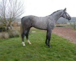 Deckhengst Baladin de Flobecq (Belgium Sporthorse, 2007, von Fairplay du Manoir)