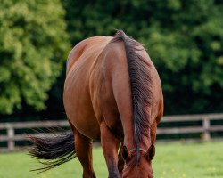 broodmare Emiyna xx (Thoroughbred, 2008, from Marias Mon xx)