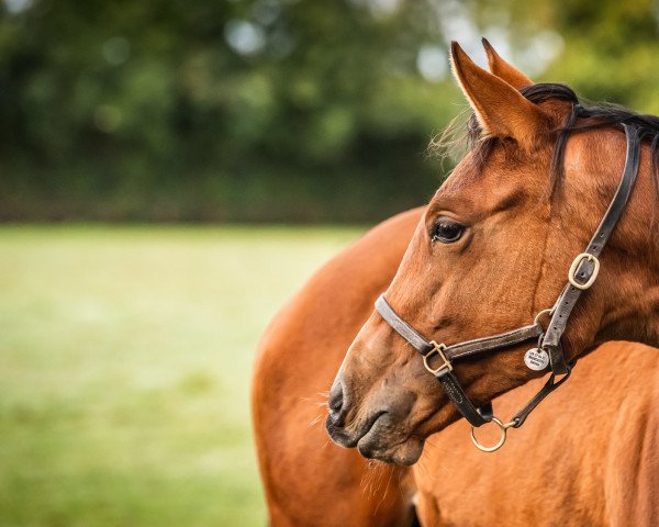 horse Stute von Showcasing xx (Thoroughbred, 2021, from Showcasing xx)