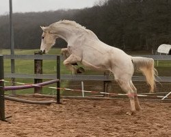 dressage horse Loki 84 (Oldenburg, 2008, from Ludwigs As)