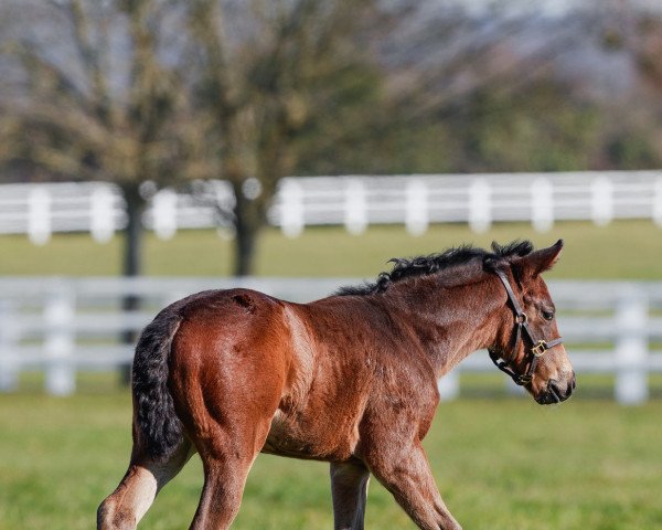 horse Stute von Medaglia d´Oro xx (Thoroughbred, 2023, from Medaglia d'Oro xx)