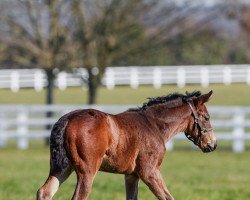 Pferd Stute von Medaglia d´Oro xx (Englisches Vollblut, 2023, von Medaglia d'Oro xx)