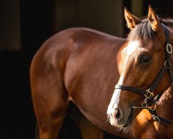 horse Hengst von Gleneagles xx (Thoroughbred, 2021, from Gleneagles xx)