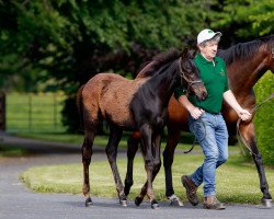 horse Hengst von Too Darn Hot xx (Thoroughbred, 2022, from Too Darn Hot xx)