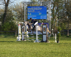 Zuchtstute Sharon (Deutsches Reitpony, 2012, von Classic Dancer III)