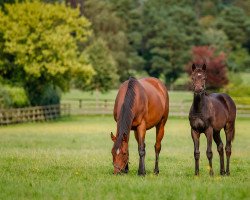 horse Diamil xx (Thoroughbred, 2018)