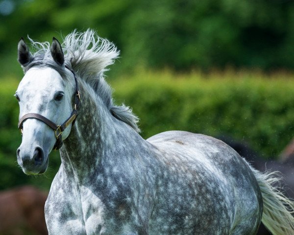 broodmare Dilafara xx (Thoroughbred, 2010, from Singspiel xx)