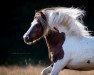 stallion Blackertor Island Paintbox (Shetland Pony, 2008, from HRE Bigton)