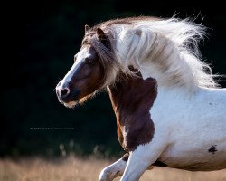 stallion Blackertor Island Paintbox (Shetland Pony, 2008, from HRE Bigton)