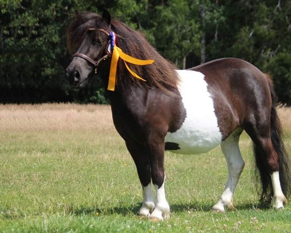 Pferd Lady Lola vom Elsensee (Shetland Pony, 2019, von Blackertor Island Paintbox)